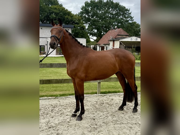 Hannoveraner Wallach 4 Jahre 168 cm Brauner in Bargstedt