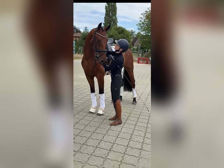 Hannoveraner Wallach 4 Jahre 168 cm Brauner in Bargstedt