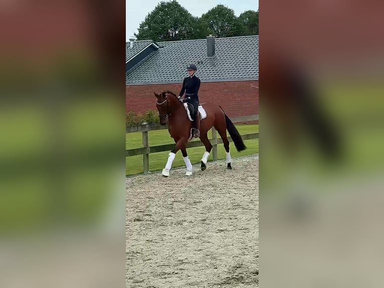 Hannoveraner Wallach 4 Jahre 168 cm Brauner in Bargstedt