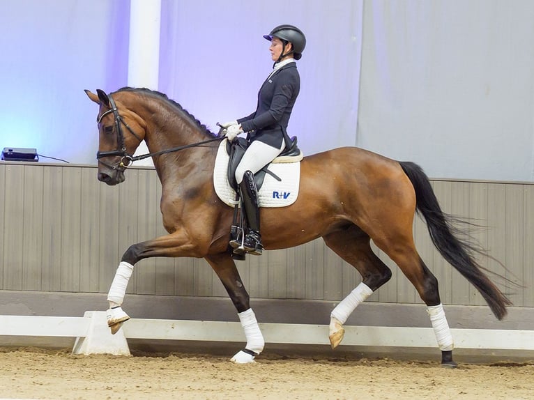 Hannoveraner Wallach 4 Jahre 168 cm Brauner in Mnster-Handorf