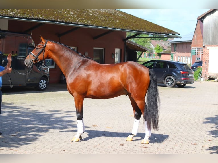 Hannoveraner Wallach 4 Jahre 168 cm Brauner in Selsingen