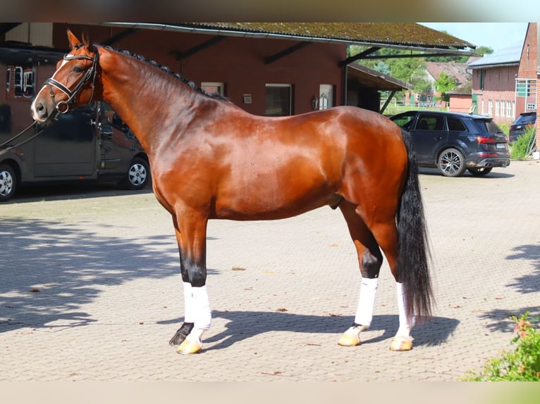 Hannoveraner Wallach 4 Jahre 168 cm Brauner in Selsingen