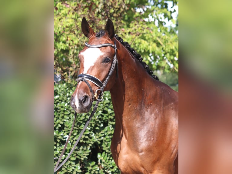 Hannoveraner Wallach 4 Jahre 168 cm Brauner in Selsingen