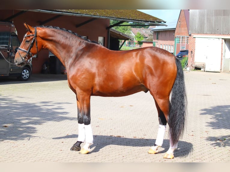 Hannoveraner Wallach 4 Jahre 168 cm Brauner in Selsingen