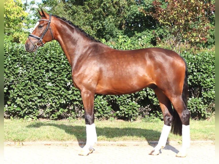 Hannoveraner Wallach 4 Jahre 168 cm Brauner in Selsingen