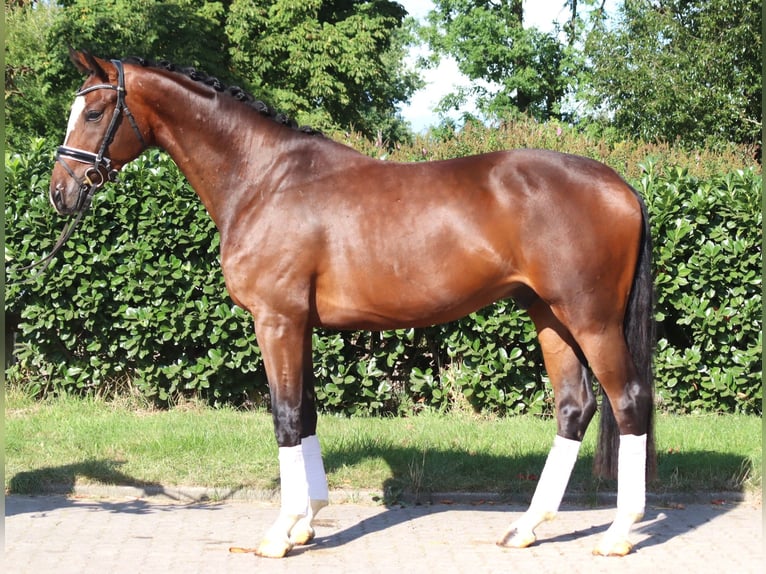 Hannoveraner Wallach 4 Jahre 168 cm Brauner in Selsingen