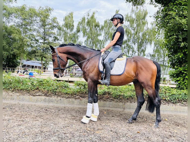 Hannoveraner Wallach 4 Jahre 168 cm Brauner in Sottrum