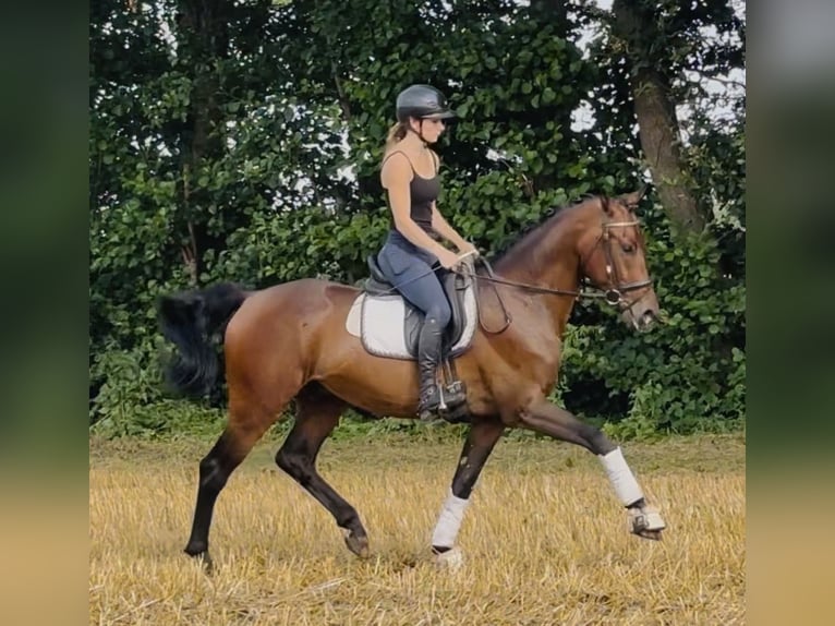 Hannoveraner Wallach 4 Jahre 168 cm Brauner in Sottrum