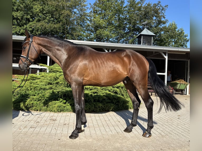Hannoveraner Wallach 4 Jahre 168 cm Brauner in Sottrum