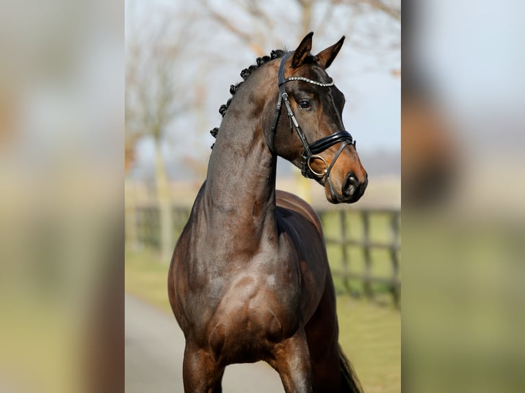 Hannoveraner Wallach 4 Jahre 168 cm Brauner in Diepholz