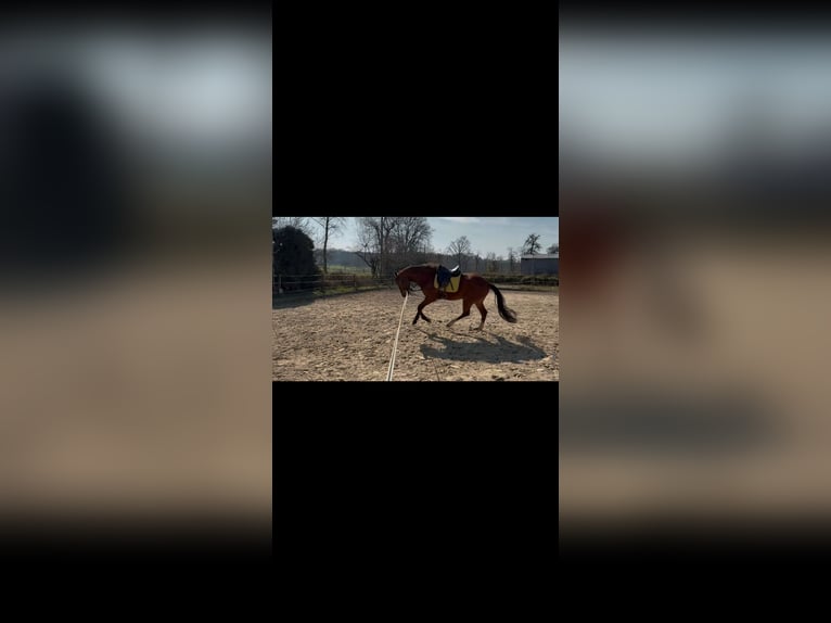 Hannoveraner Wallach 4 Jahre 168 cm Brauner in Hünxe