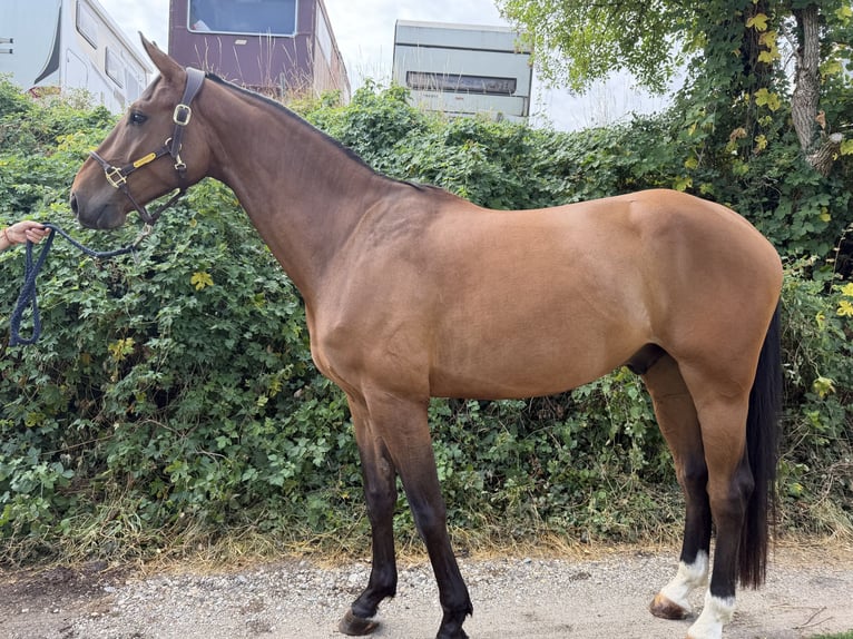 Hannoveraner Wallach 4 Jahre 168 cm Brauner in Schrobenhausen