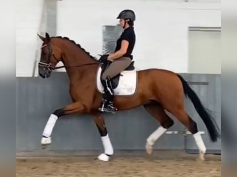 Hannoveraner Wallach 4 Jahre 168 cm Brauner in Tiddische