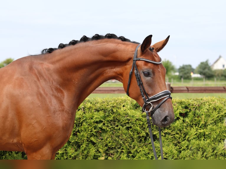 Hannoveraner Wallach 4 Jahre 168 cm Brauner in Tiddische