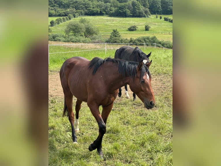 Hannoveraner Wallach 4 Jahre 168 cm Brauner in Elsoff