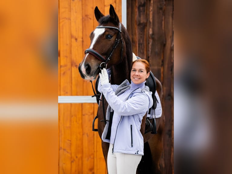 Hannoveraner Wallach 4 Jahre 168 cm Brauner in Riez-Neuendorf
