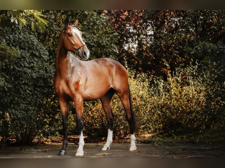 Hannoveraner Wallach 4 Jahre 168 cm Brauner in Riez-Neuendorf
