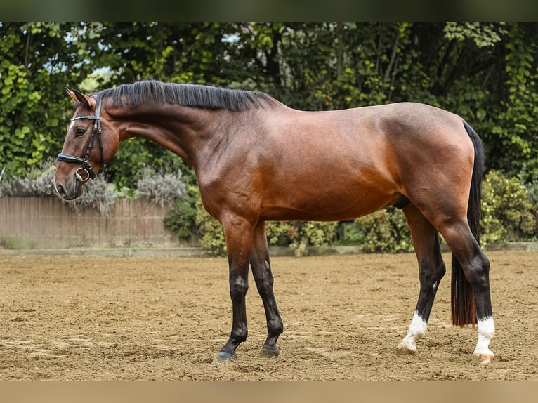 Hannoveraner Wallach 4 Jahre 168 cm Brauner in Riedstadt