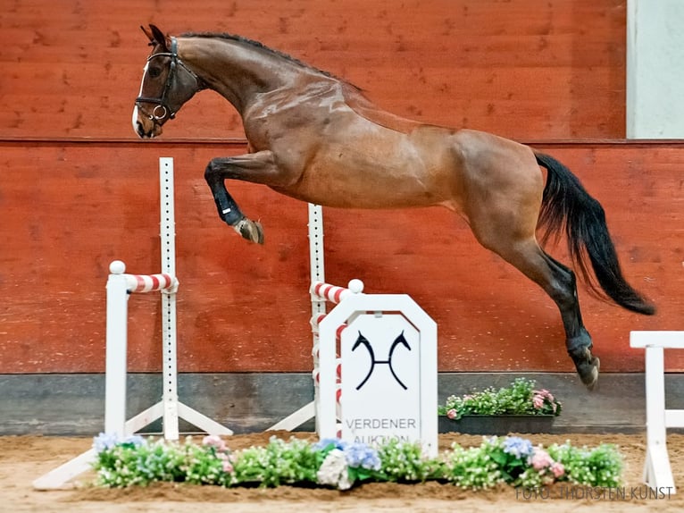 Hannoveraner Wallach 4 Jahre 168 cm Brauner in Verden