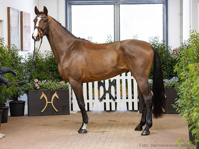 Hannoveraner Wallach 4 Jahre 168 cm Brauner in Verden