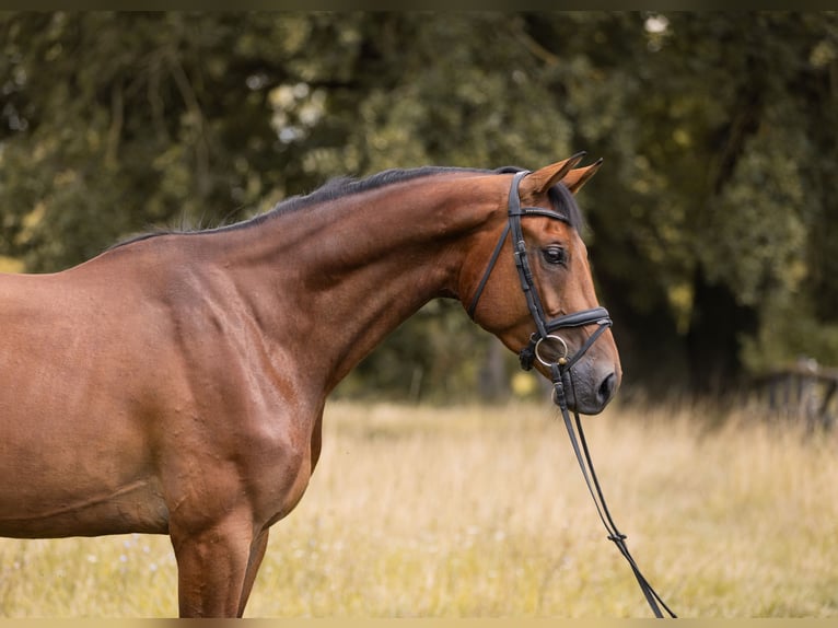 Hannoveraner Wallach 4 Jahre 168 cm Brauner in B&#xFC;ttelborn