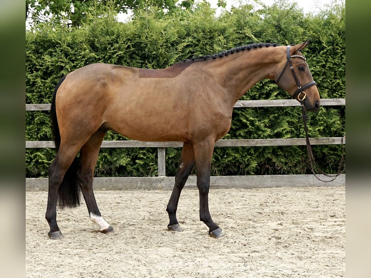 Hannoveraner Wallach 4 Jahre 168 cm Brauner in Lohne (Oldenburg)