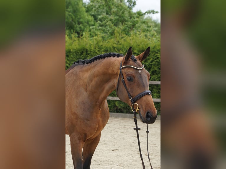 Hannoveraner Wallach 4 Jahre 168 cm Brauner in Lohne (Oldenburg)