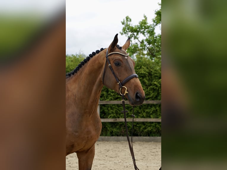 Hannoveraner Wallach 4 Jahre 168 cm Brauner in Lohne (Oldenburg)