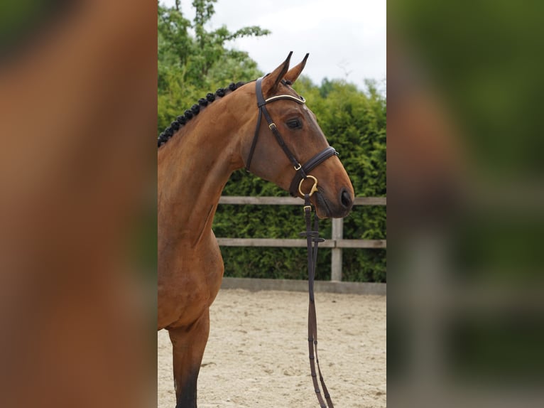 Hannoveraner Wallach 4 Jahre 168 cm Brauner in Lohne (Oldenburg)