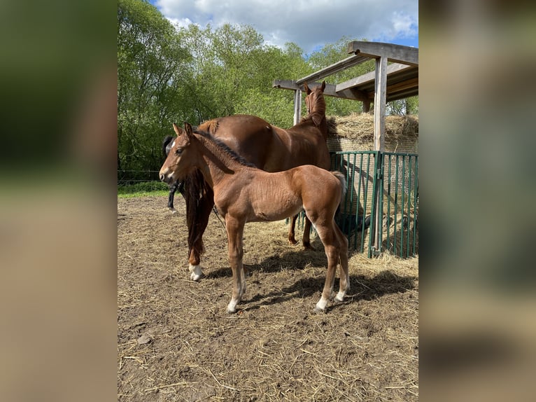 Hannoveraner Wallach 4 Jahre 168 cm Brauner in Rohrlack