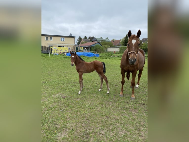 Hannoveraner Wallach 4 Jahre 168 cm Brauner in Rohrlack