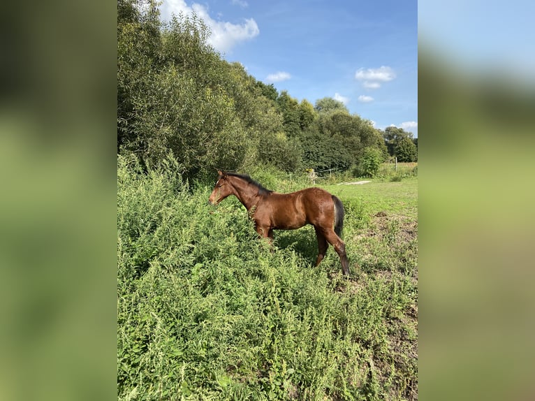 Hannoveraner Wallach 4 Jahre 168 cm Brauner in Rohrlack