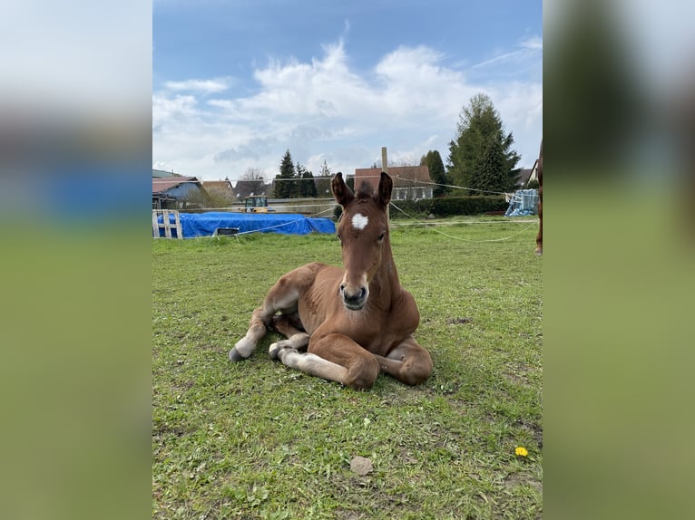 Hannoveraner Wallach 4 Jahre 168 cm Brauner in Rohrlack