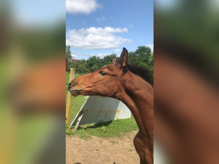 Hannoveraner Wallach 4 Jahre 168 cm Brauner in Rohrlack