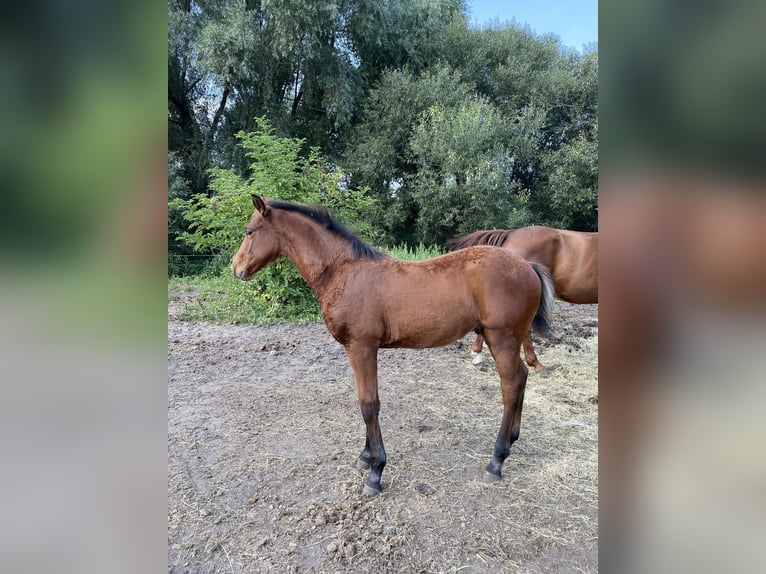 Hannoveraner Wallach 4 Jahre 168 cm Brauner in Rohrlack