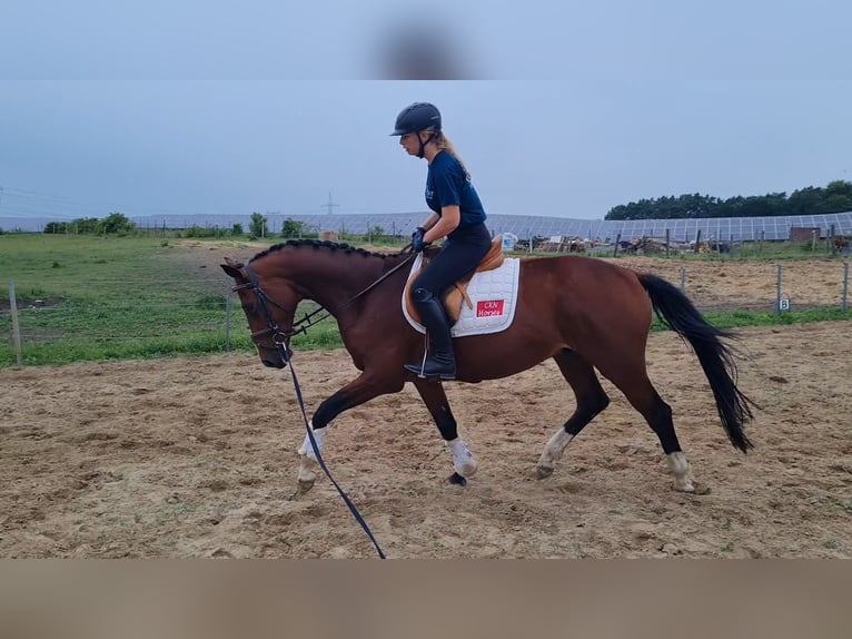 Hannoveraner Wallach 4 Jahre 168 cm Brauner in Vorbeck