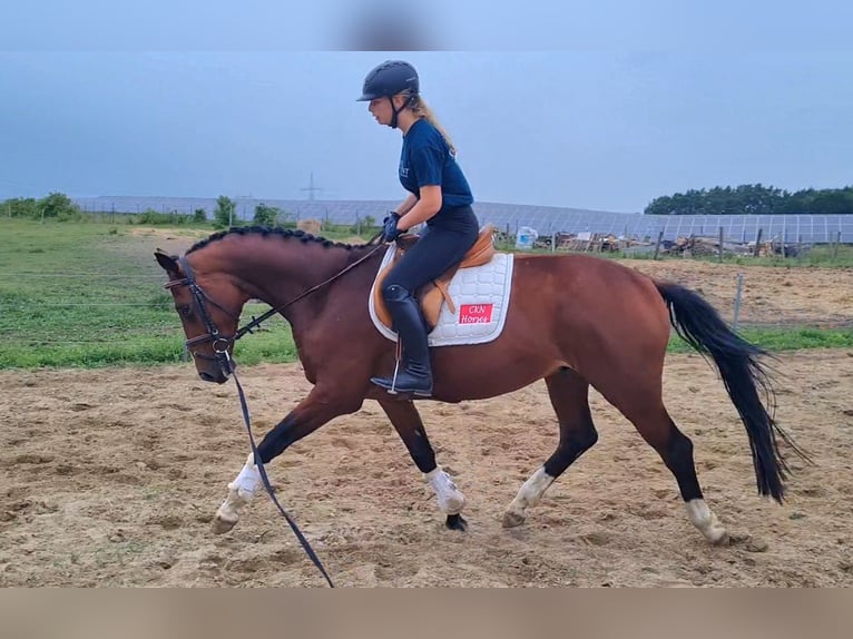 Hannoveraner Wallach 4 Jahre 168 cm Brauner in Vorbeck