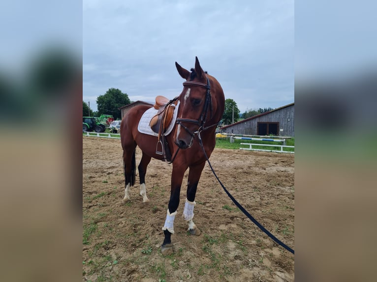 Hannoveraner Wallach 4 Jahre 168 cm Brauner in Vorbeck
