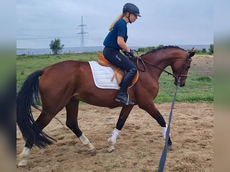 Hannoveraner Wallach 4 Jahre 168 cm Brauner in Vorbeck