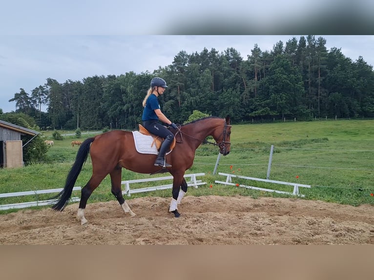 Hannoveraner Wallach 4 Jahre 168 cm Brauner in Vorbeck