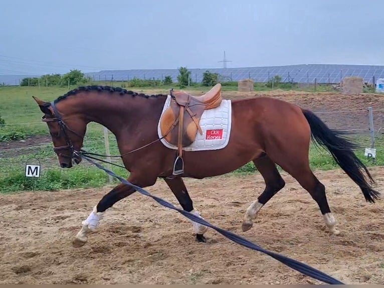 Hannoveraner Wallach 4 Jahre 168 cm Brauner in Vorbeck