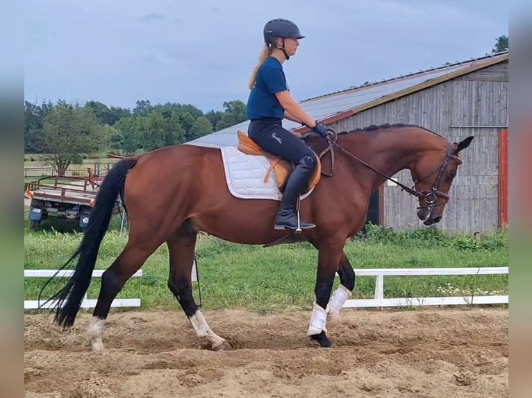 Hannoveraner Wallach 4 Jahre 168 cm Brauner in Vorbeck