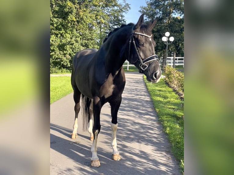 Hannoveraner Wallach 4 Jahre 168 cm  in Berne