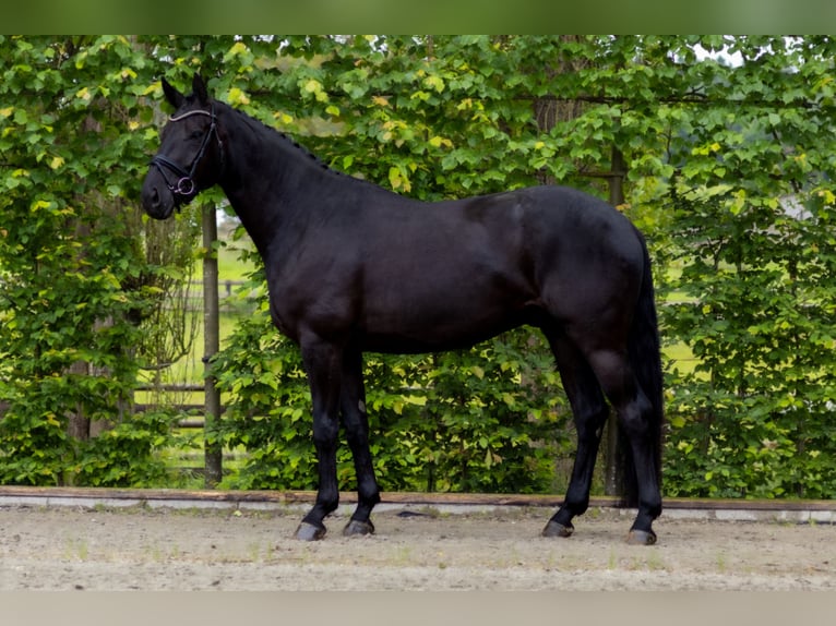 Hannoveraner Wallach 4 Jahre 168 cm in Perl