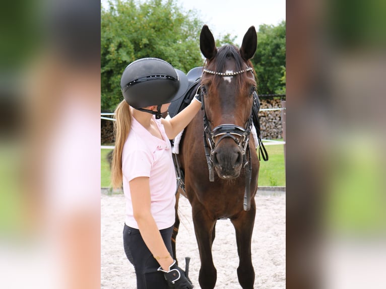 Hannoveraner Wallach 4 Jahre 168 cm Dunkelbrauner in Dransfeld