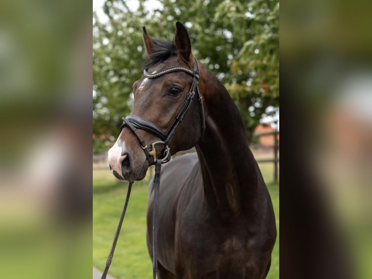 Hannoveraner Wallach 4 Jahre 168 cm Dunkelbrauner in Hannover