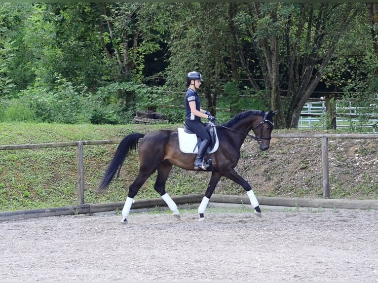 Hannoveraner Wallach 4 Jahre 168 cm Dunkelbrauner in Wellheim
