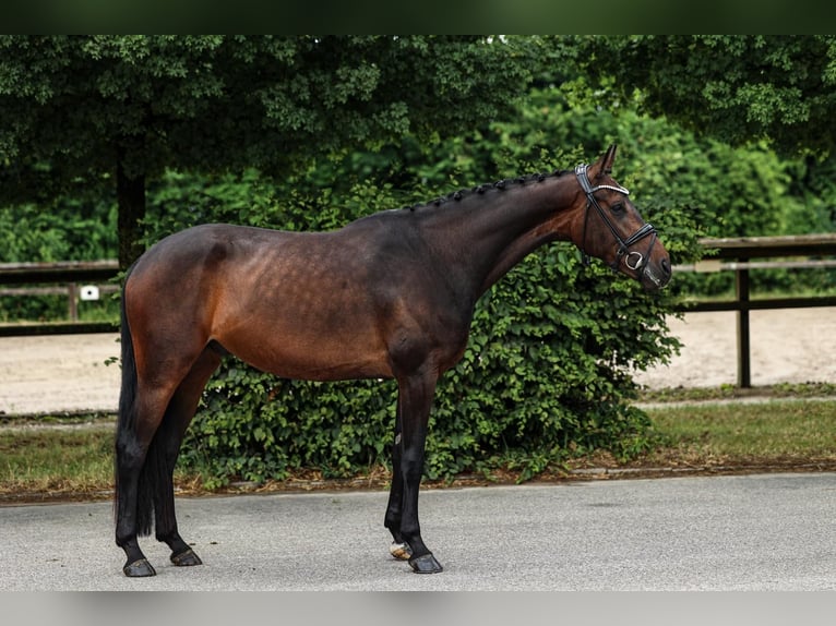 Hannoveraner Wallach 4 Jahre 168 cm Dunkelbrauner in Unterneukirchen