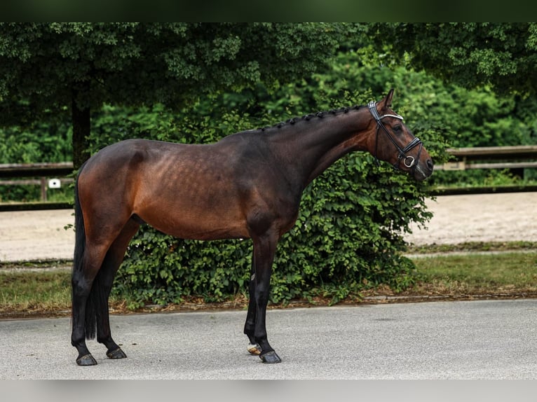 Hannoveraner Wallach 4 Jahre 168 cm Dunkelbrauner in Unterneukirchen