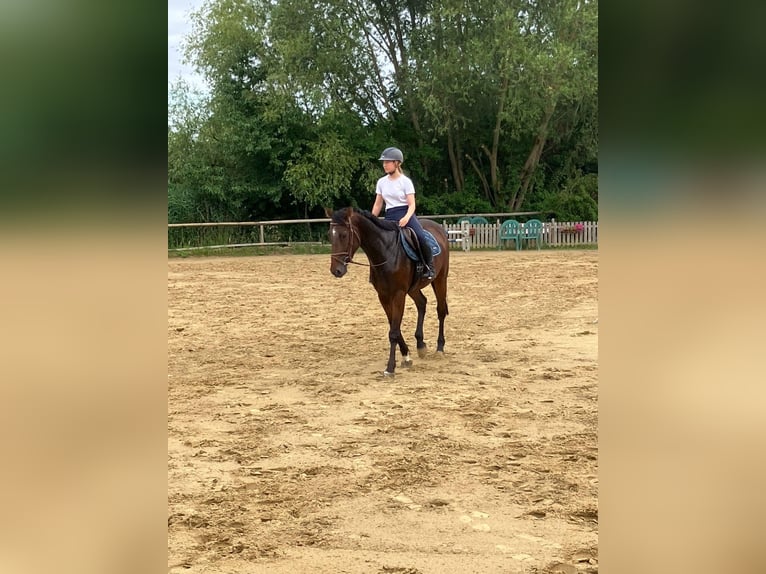 Hannoveraner Wallach 4 Jahre 168 cm Dunkelbrauner in Braunschweig